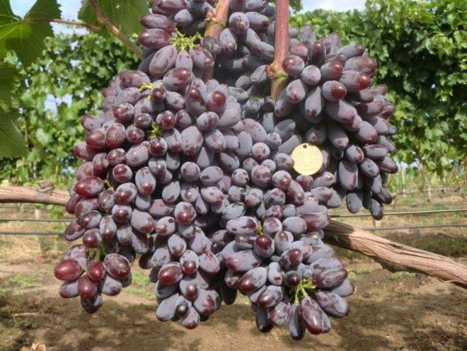 Виноград юпитер: характеристика, посадка, уход - общая информация - 2020