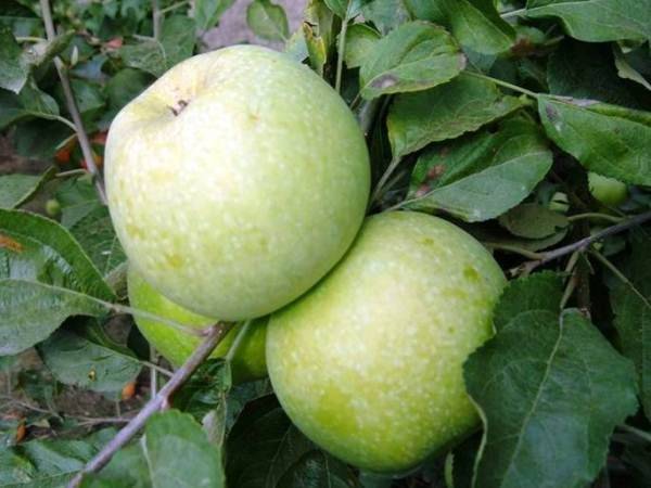 О яблоках семеренко: описание и характеристики сорта, выращивание саженцев