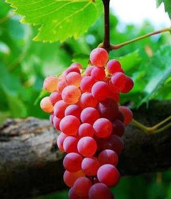 Столовый виноград водограй