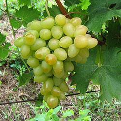 Виноград аркадия — один из лучших ароматных сортов на отечественном рынке