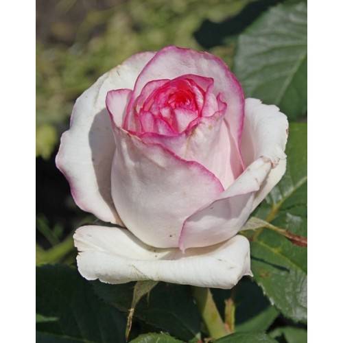 Dolce vita – чайно-гибридная белая роза с розовой окантовкой на лепестках от голландской компании lex voom
