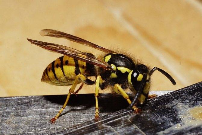 Может ли укус пчелы стать причиной аллергической реакции?