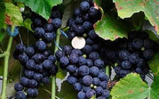 Виноград пестрый описание сорта фото отзывы плодородье