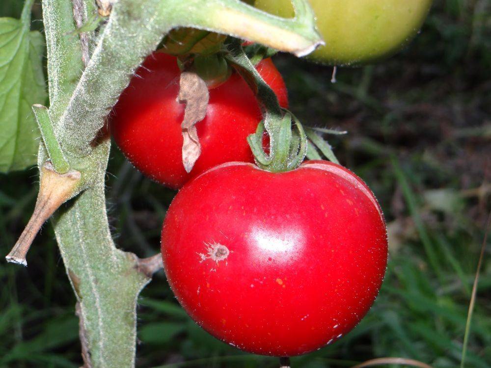 Подснежник — холодостойкий томат для северных регионов