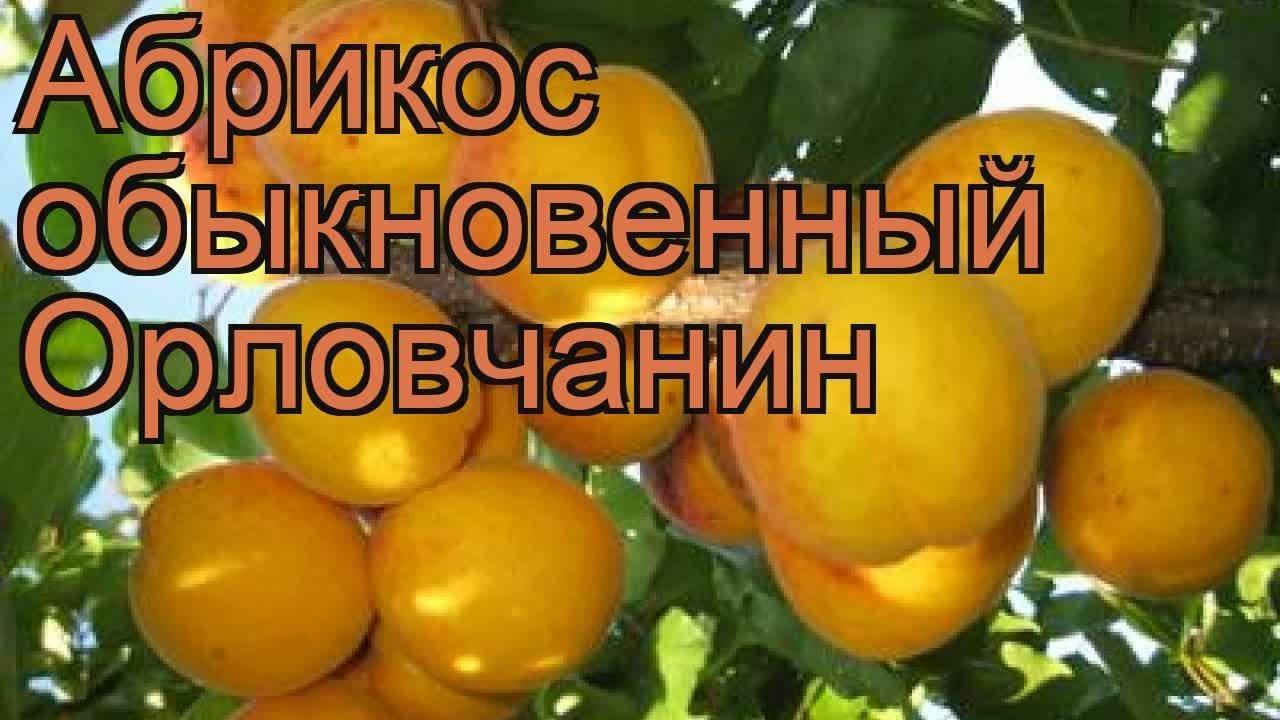 Сорт абрикос хабаровский