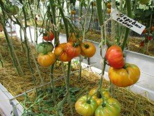 Медовый салют – румяный томат на радость огороднику. описание, агротехника, отзывы