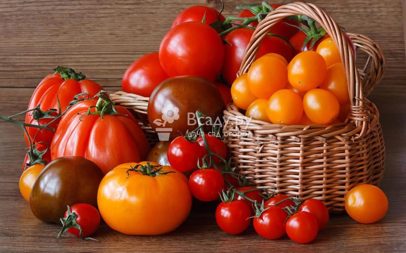 Позднеспелые сорта томатов: подробный перечень разновидностей помидор с описанием урожайности и рекомендациями по выращиванию в теплицах и открытом грунте