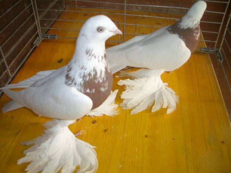 Бойные и декоративные узбекские двухчубые голуби