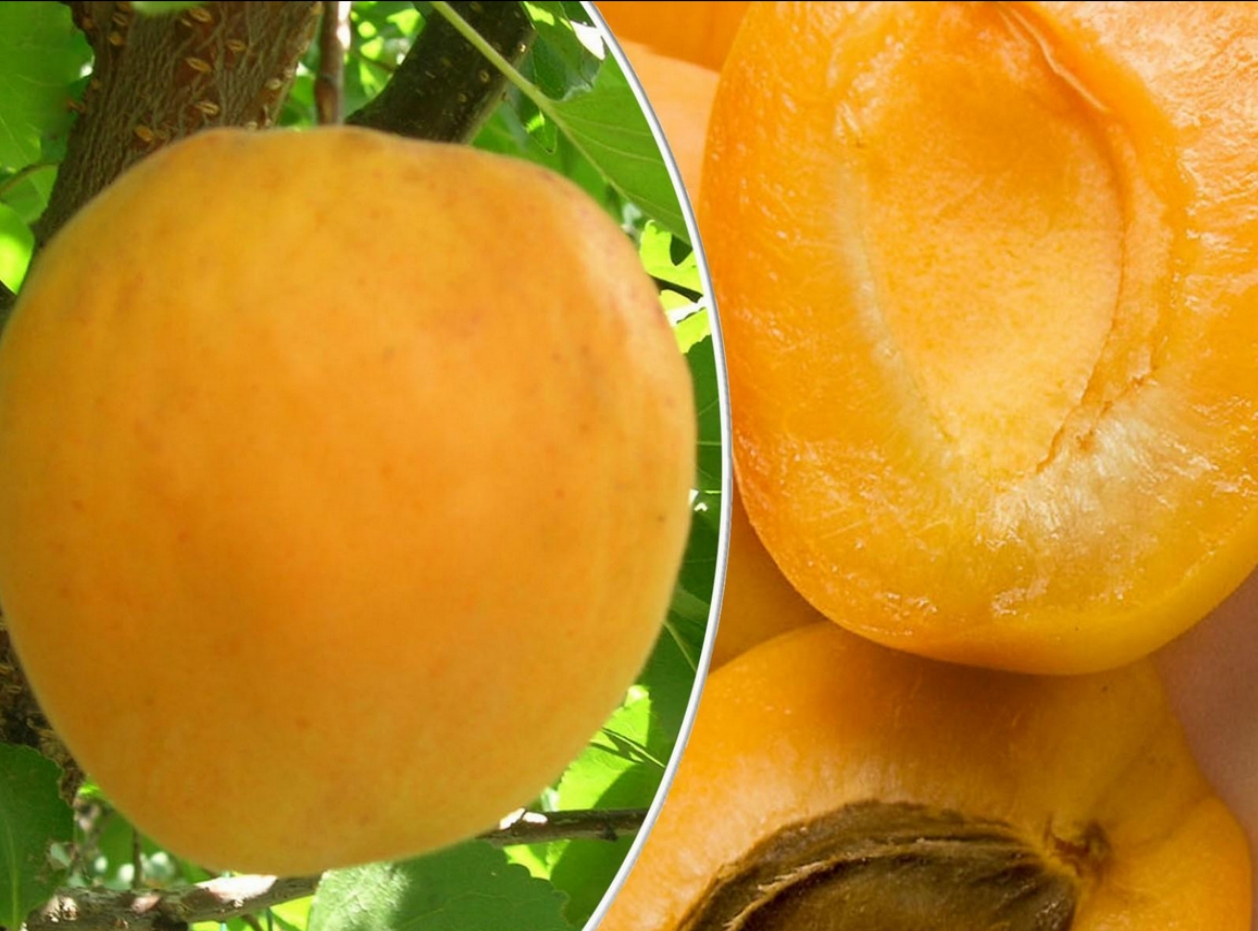 Особенности выращивания и описание абрикоса сорта снежинский