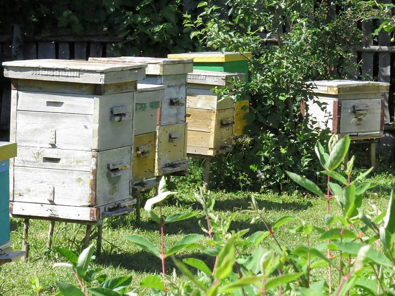Содержание пчел в многокорпусном улье: преимущества и инструкции