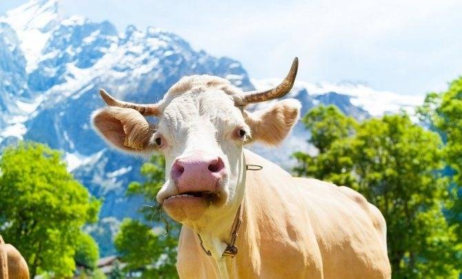 Тимпания рубца у коровы: история болезни, лечение и профилактика