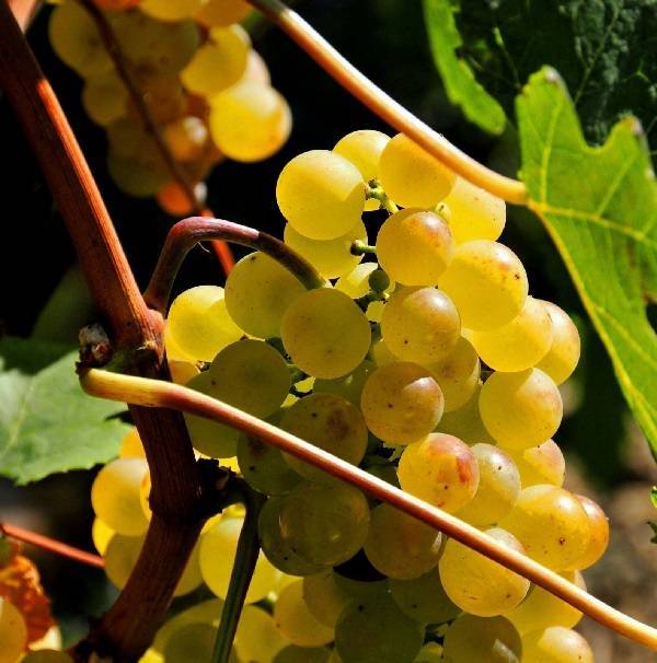 Описание и характеристика винограда сорта платовский, правила выращивания