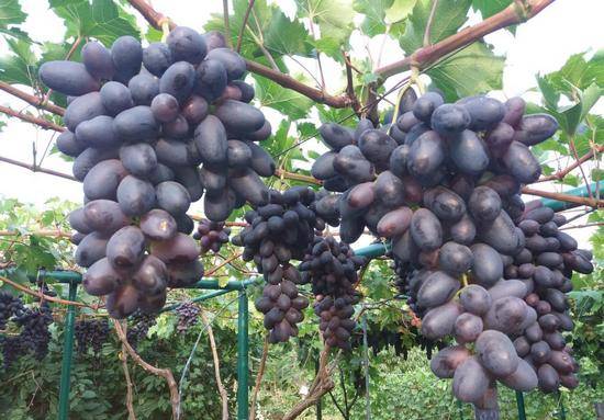 Виноград велика: описание и особенности ухода за сортом