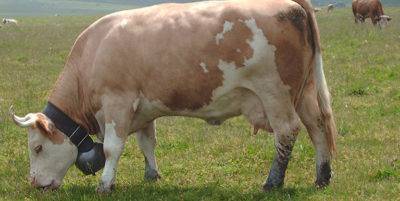 Костромская порода коров — что это за животные и в чем их отличие