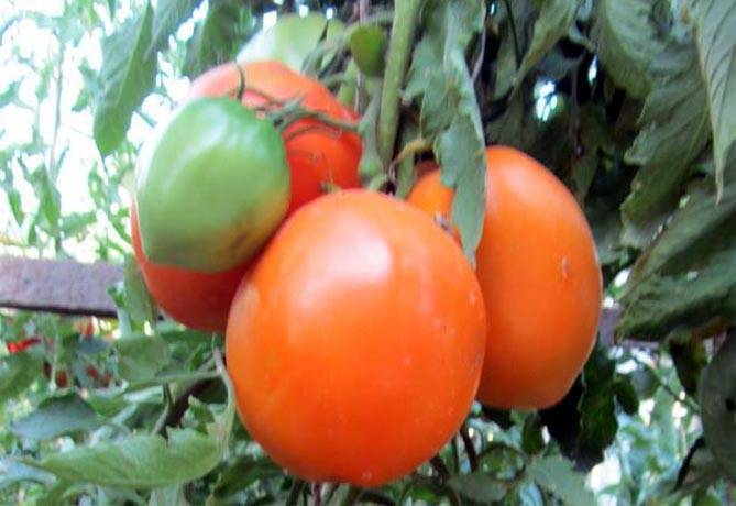 Сорт помидора «кенигсберг»: подробное описание, характеристика, урожайность, фото, видео и отзывы тех, кто сажал