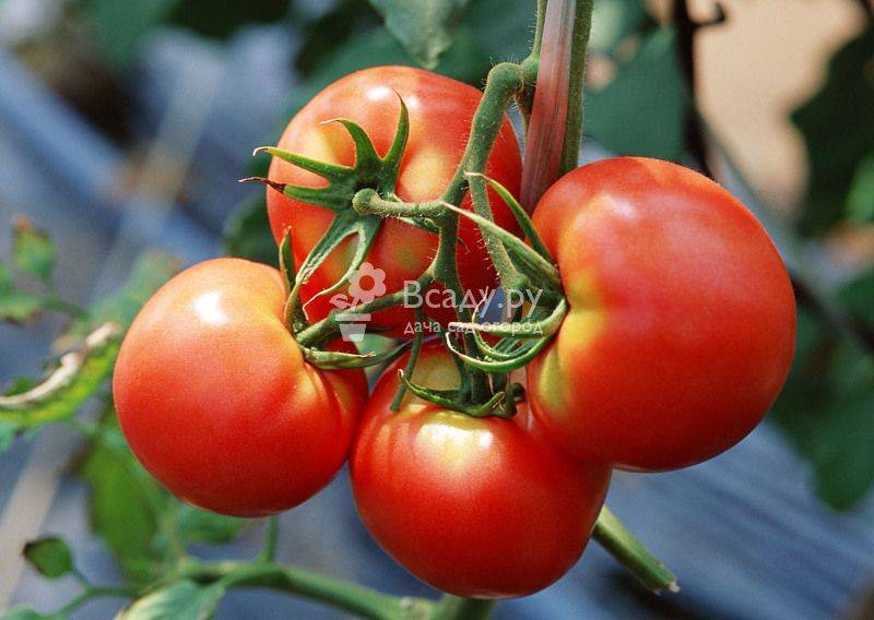 Как правильно пасынковать томаты в теплице и открытом грунте
