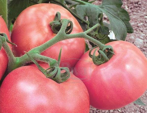 Томат "дар заволжья розовый": обзор вкусовых качеств и урожайности помидора