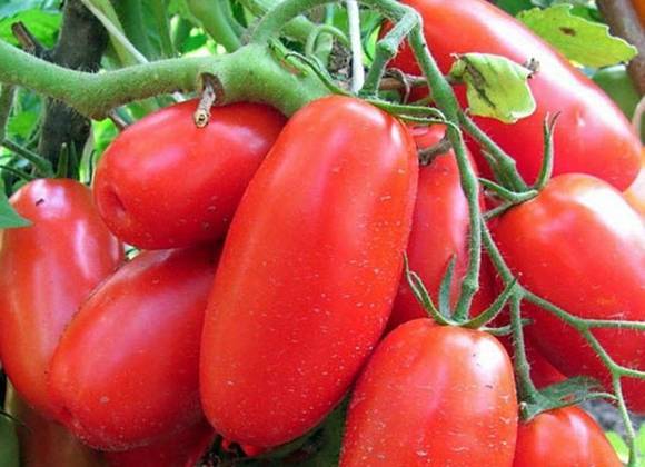 Томат "сибирская тройка": характеристика и описание сорта, урожайность, рекомендации по выращиванию, фото помидор