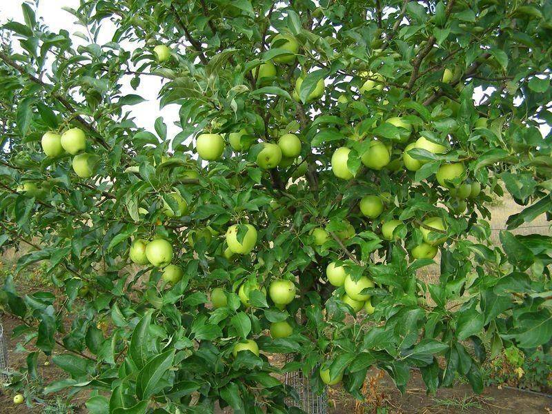 Описание яблони голден делишес, отзывы и правила ухода за сортом