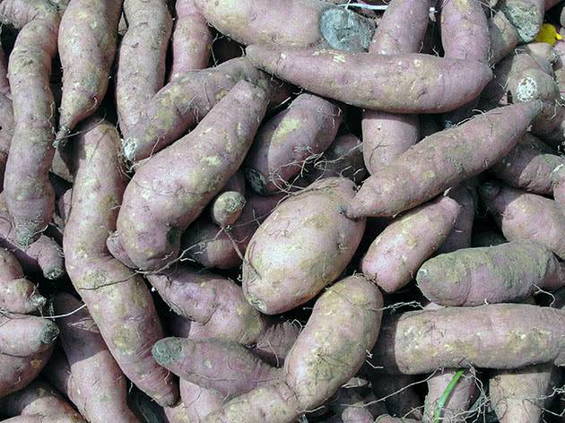 Секреты опытного агронома: сажаем картофель по-новому