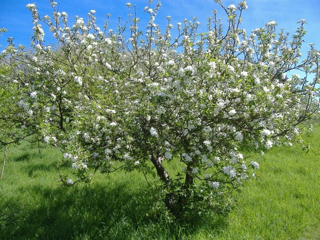 Описание и характеристики сорта вишни вита и его плодоношения, правила выращивания и уход