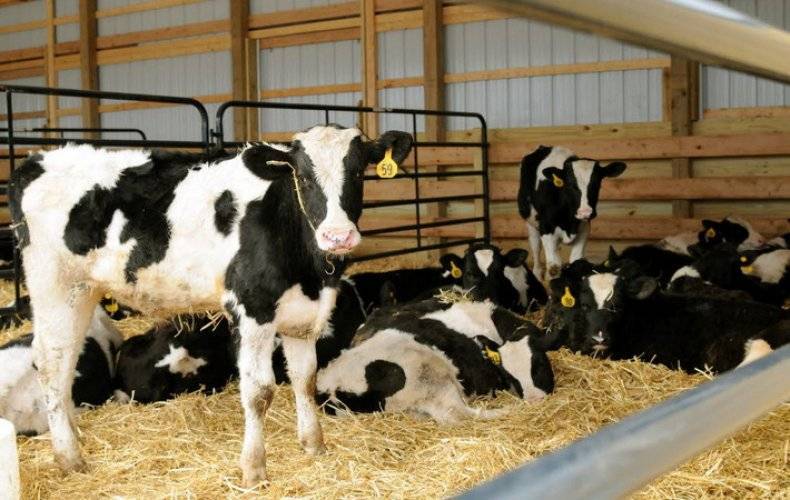 Привязное и беспривязное содержание коров: описание и сравнение
