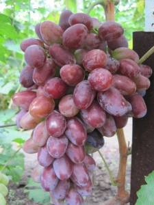 Как вырастить виноград граф монте кристо и обеспечить правильный уход