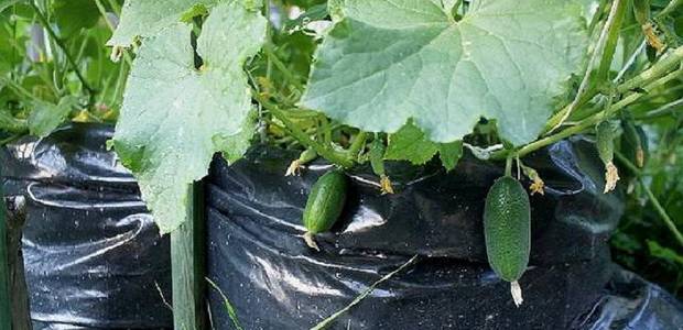 Выращивание огурцов в парнике: как правильно выращивать? лучшие сорта!