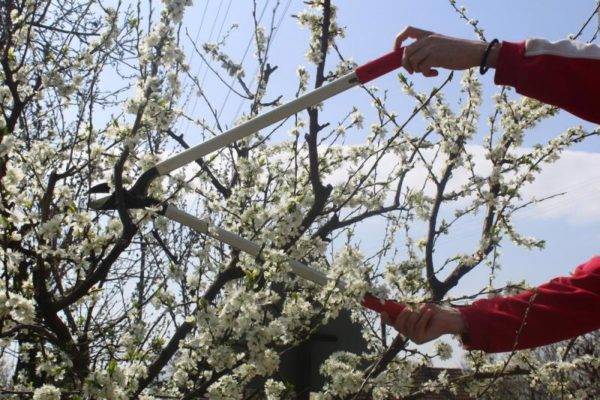 Саженцы вишни — посадка и уход весной