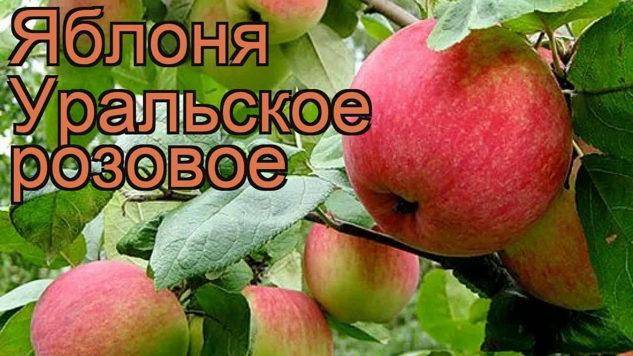 Скороплодная яблоня коваленковское