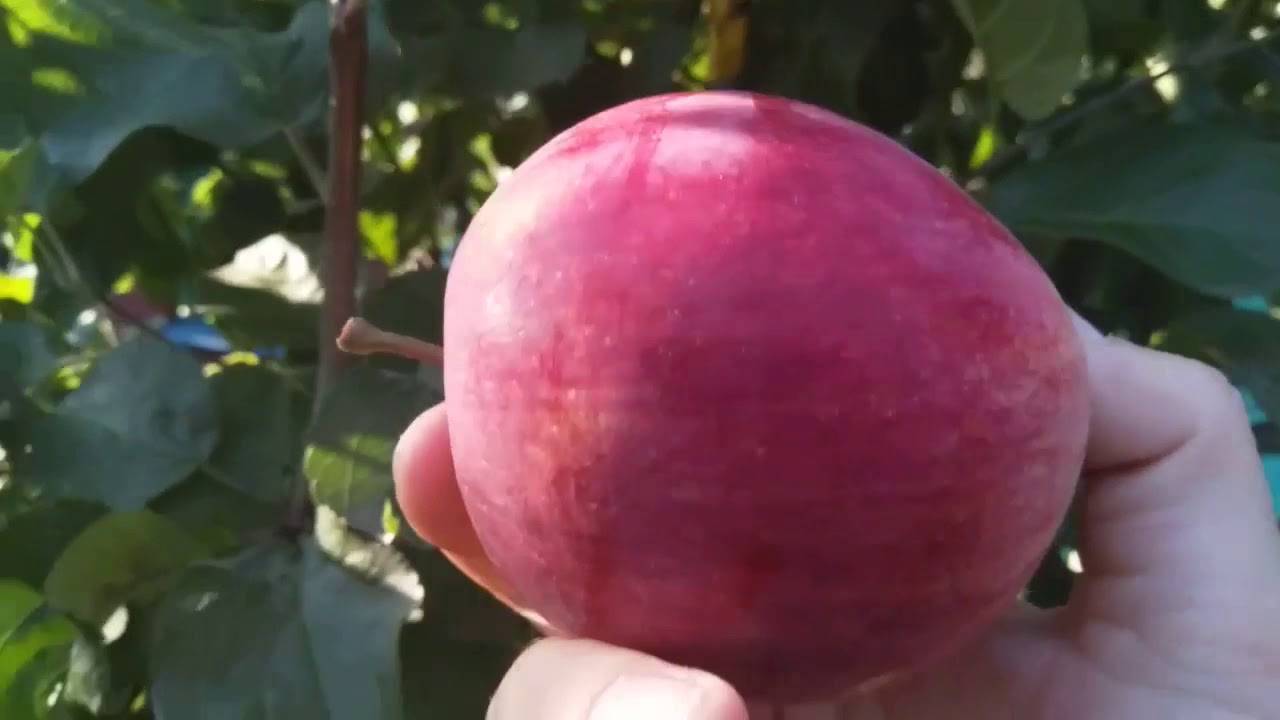 Выращивание яблони россошанское полосатое