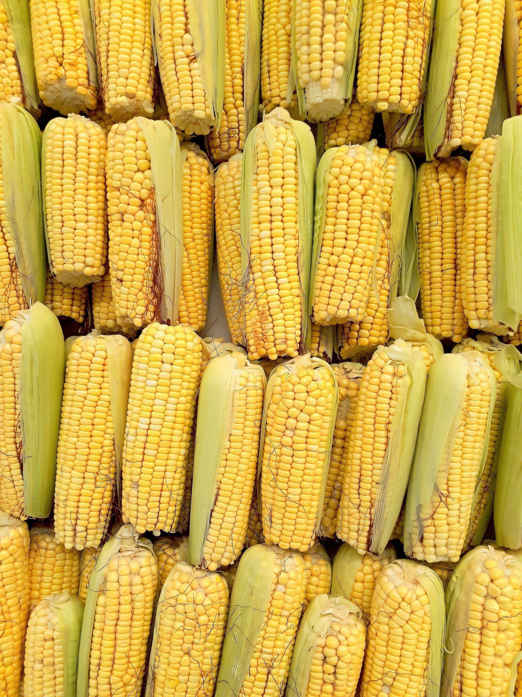 Чем полезен отвар кукурузы