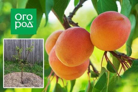Болезни абрикосовых деревьев и их лечение