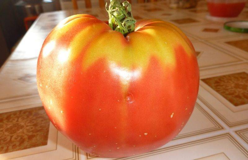 Сорт томатов «жигало»: характеристики, посадка, отзывы