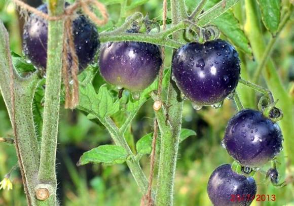Томат груша чёрная: особенности сорта и выращивание