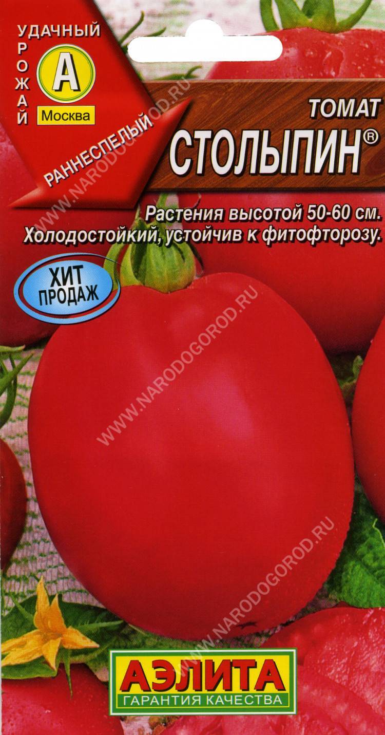 Как вырастить хорошие помидоры сорта «столыпин»