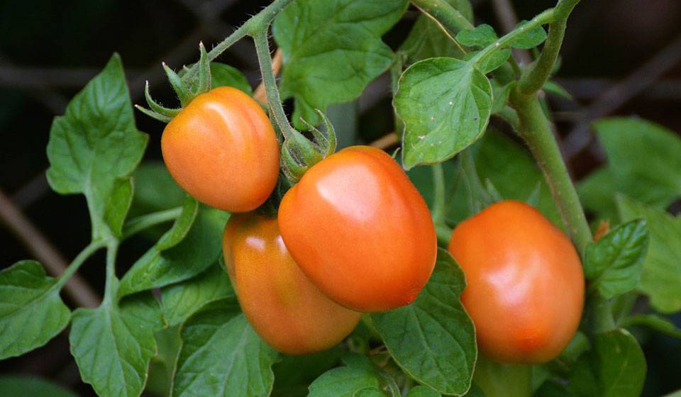 Вредители и болезни рассады томатов: фото и их лечение
