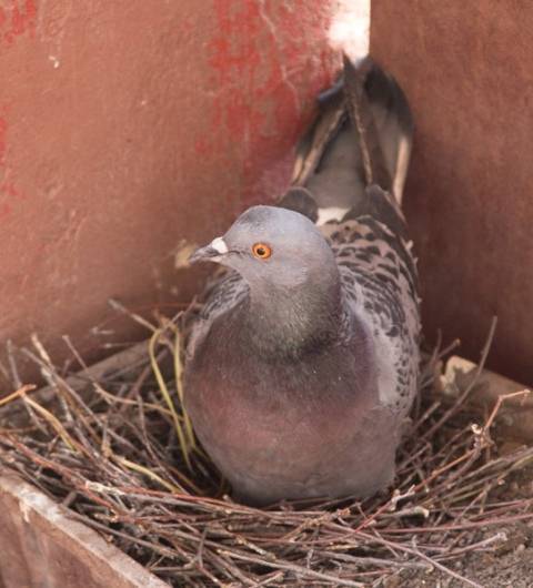 Примета голуби свили гнездо
