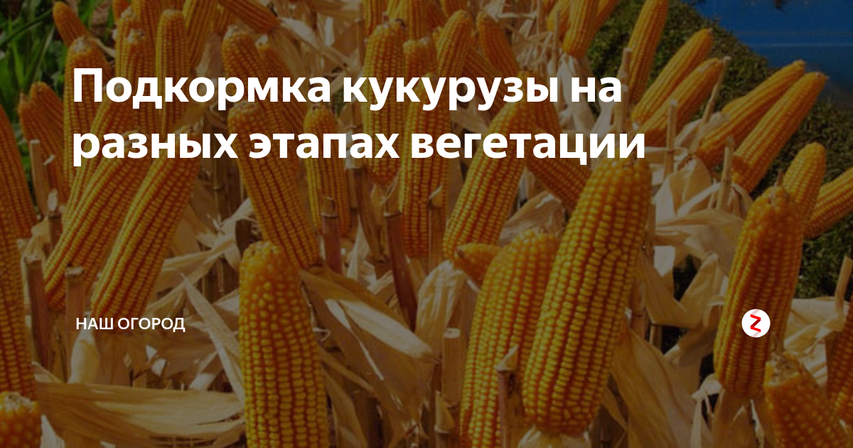 Удобрение для кукурузы при посеве - комплексное удобрение для кукурузы при посадке | plantagroup.com
