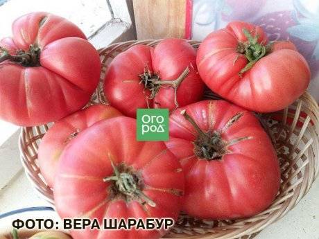 Сорт томата вова путин: описание и фото