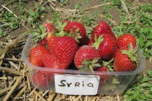 Описание и характеристики сорта клубники сирия, выращивание и уход