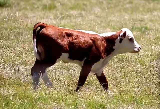 Что делать, если у коровы пропала жвачка
