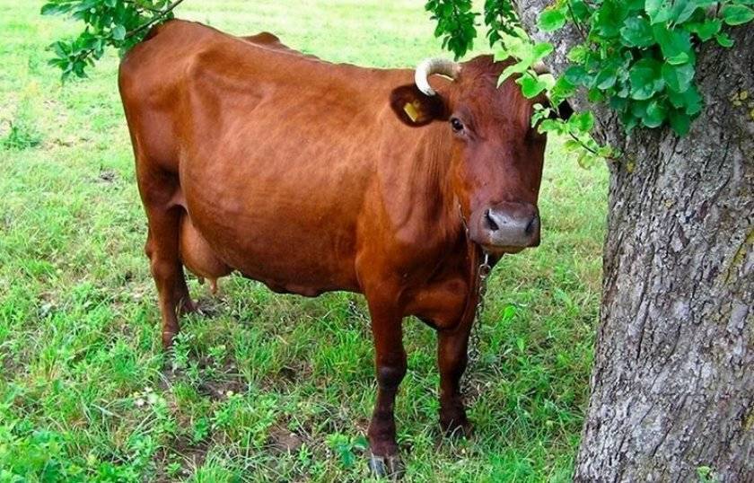 Красногорбатовская порода коров - характеристика и происхождение крс 2020