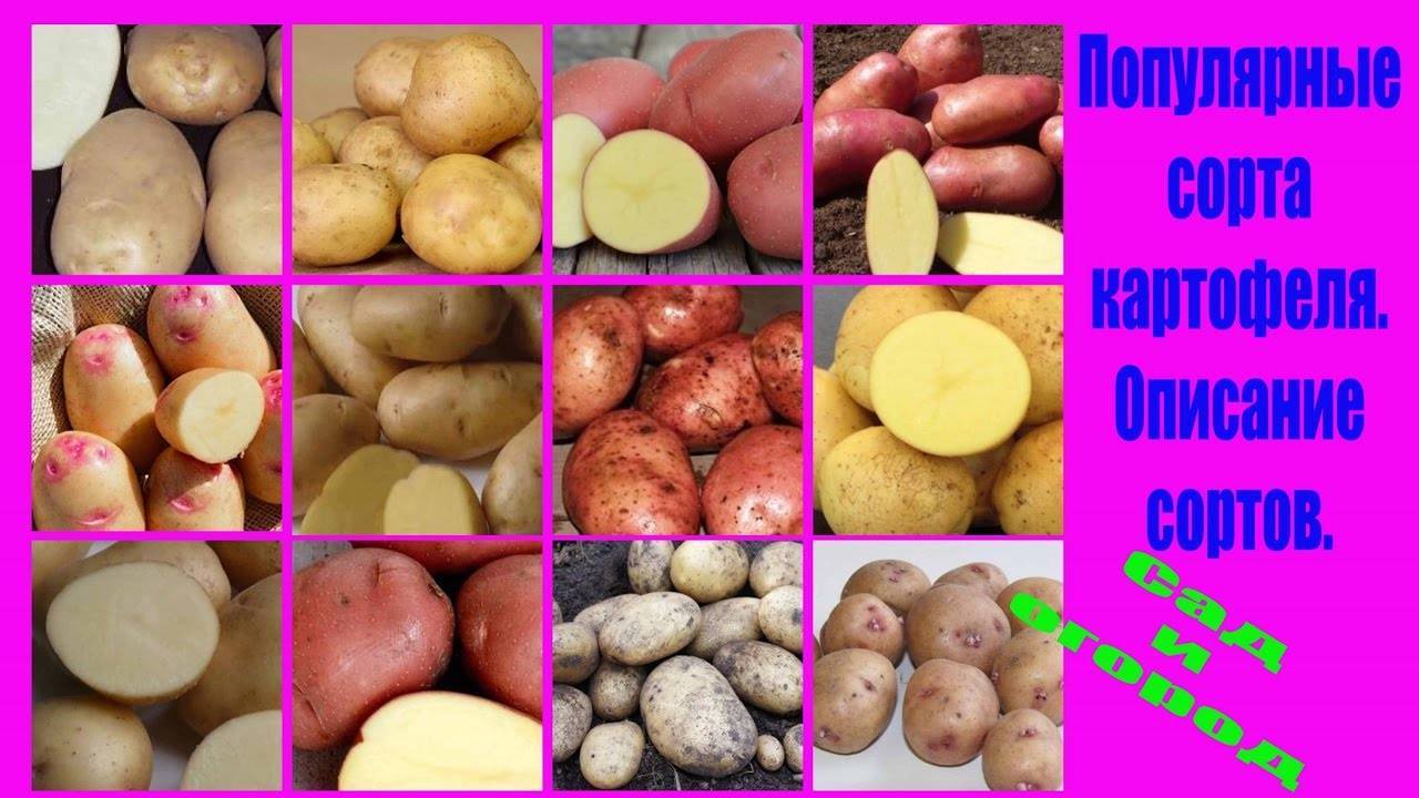 Картофель фелокс: описание сорта и его характеристика