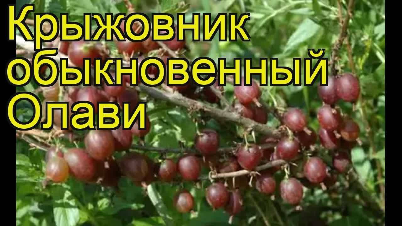 Сорт крыжовника олави фото и описание сорта