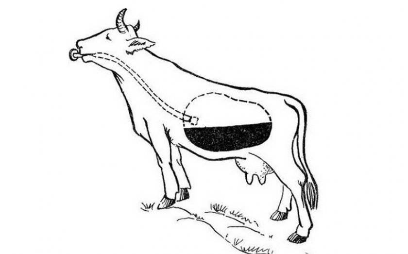 Тимпания у коров: причины и лечение заболевания