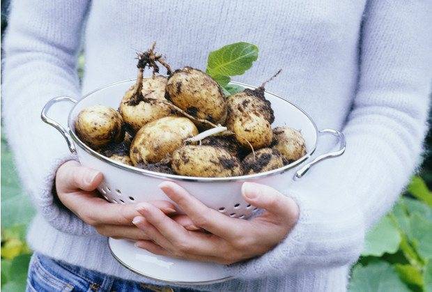 Сорт картофеля беллароза, описание, фото, характеристика и отзывы, а также особенности выращивания
