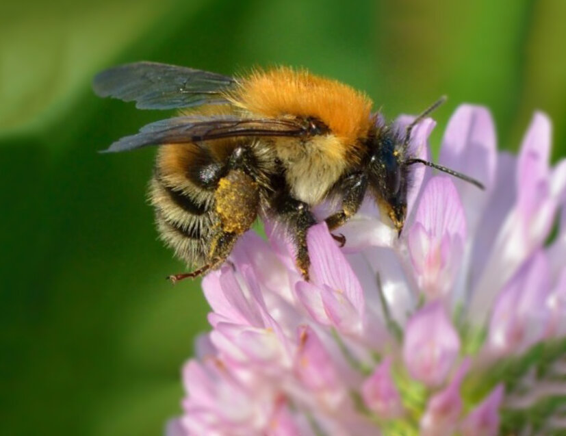 Можно ли есть мед при аллергии на укус пчелы
