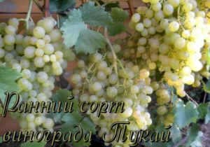 Особенности сорта тукай: как посадить и вырастить раннеспелый десертный виноград
