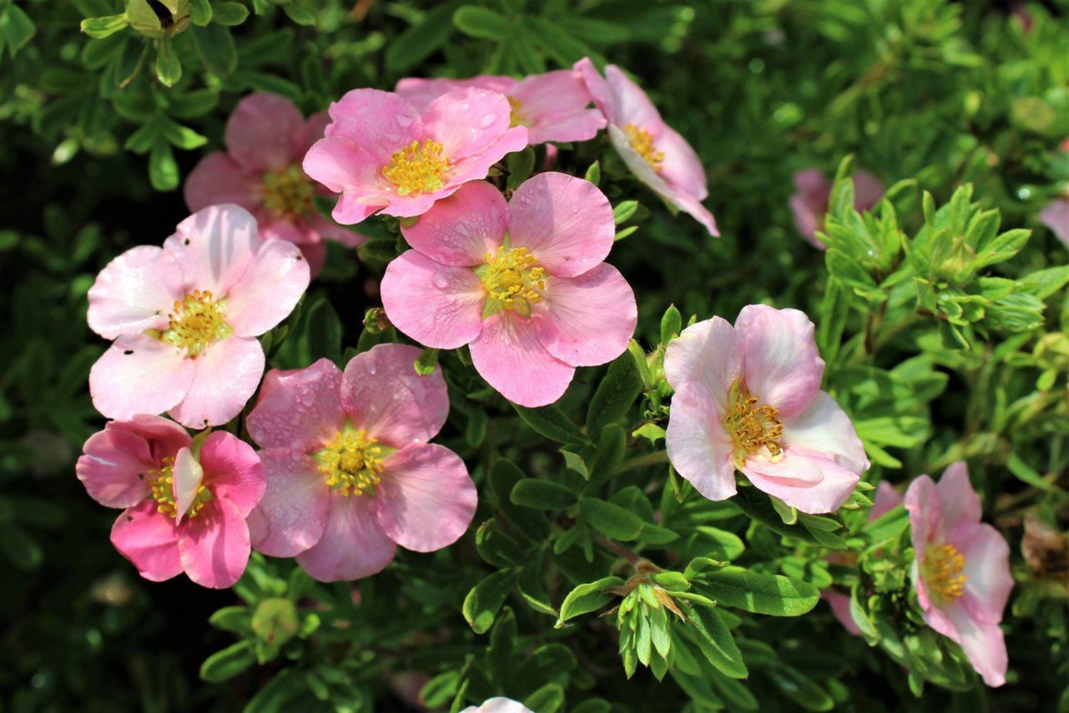 Розовая лапчатка (29 фото): «пинк бьюти», «пинк парадайз» и «пинк квин», выращивание розовой кустарниковой лапчатки